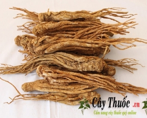 Đương quy là thảo dược có tác dụng gì, cách dùng, liều dùng thế nào.