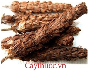 Hạ khô thảo là gì? [hình ảnh, tác dụng,cách dùng], Mua ở đâu TPHCM?