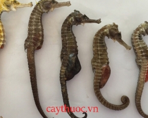 Hải mã là con gì? Hướng dẫn cách ngâm rượu hải mã tăng cường sinh lý