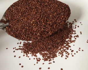 Hạt bình lịch có tác dụng gì? Địa chỉ bán hột bình lịch.