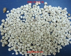 Hạt bo bo là gì? Có tác dụng gì? Bán ở đâu?  Giá bao nhiêu 1kg?