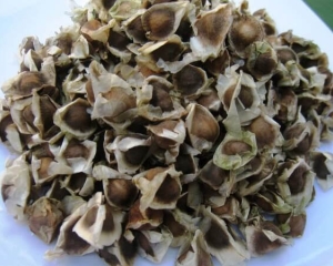 Hạt chùm ngây bí quyết làm đẹp, khỏe mạnh, ngủ ngon và chữa nhiều bệnh