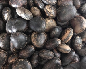 Hạt đậu lào: Hình ảnh, tác dụng và cách sử dụng hút nọc độc do rắn cắn