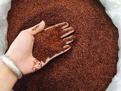 Hạt đình lịch, cách đắp hạt đình lịch trị mụn nhọt, hút mụn mủ Hạt đình lịch, cách đắp hạt đình lịch trị mụn nhọt, hút mụn mủ