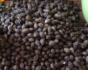 Hạt đu đủ có tác dụng chữa bệnh gì? Biết cách dùng sẽ vô cùng hữu ích.