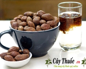 Hạt đười ươi: tác dụng, cách sử dụng quả ươi và lưu ý.