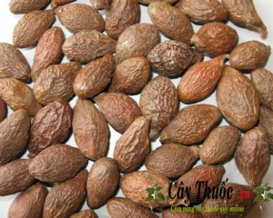 Hạt đười ươi: tác dụng, cách sử dụng quả ươi và lưu ý.