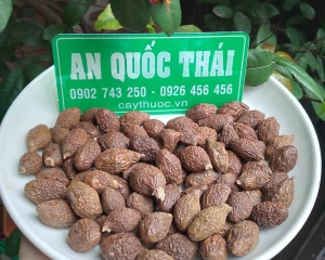 Hạt đười ươi: tác dụng, cách sử dụng quả ươi và lưu ý.