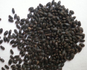 Hạt é có tác dụng gì?Cách nấu ngon. Giá bao nhiêu? Mua ở đâu tốt nhất.