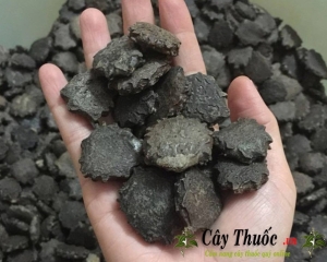 Hạt gấc có tác dụng chữa bệnh gì? Dùng làm gì? Mua hạt gấc ở đâu TPHCM