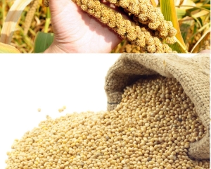 Hạt kê có tác dụng gì? Giá bán hạt kê bao nhiêu?