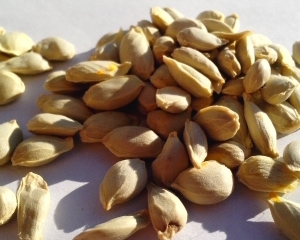 Hạt quýt: Tác dụng, cách dùng, địa chỉ mua bán tốt.