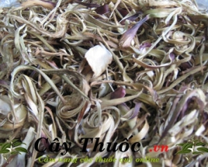 Hoa atisô với cách sử dụng và công  dụng tuyệt vời cho sức khỏe.