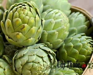 Hoa atisô với cách sử dụng và công  dụng tuyệt vời cho sức khỏe.