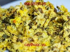 Hoa cúc có tác dụng là gì? Cách sử dụng hoa cúc khô hiệu quả