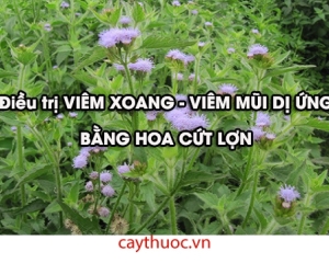 Hoa cứt lợn chữa viêm xoang. Hình ảnh, tác dụng, cách dùng.