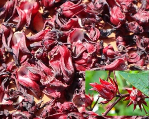 Hoa dâm bụt chữa bệnh gì? Hình ảnh, công dụng, cách dùng hoa dâm bụt