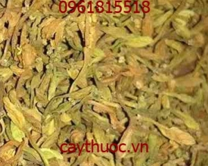 Hoa đu đủ đực tác dụng trong việc phòng ngừa hỗ trợ điều trị ung thư.