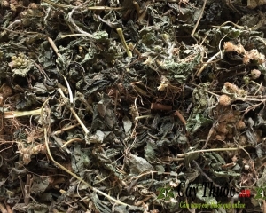 Hoa ngũ sắc là hoa gì? tác dụng chữa bệnh gì? Hình ảnh, mua bán