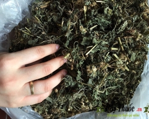 Hoa ngũ sắc là hoa gì? tác dụng chữa bệnh gì? Hình ảnh, mua bán