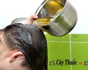 Hoa ngũ sắc là hoa gì? tác dụng chữa bệnh gì? Hình ảnh, mua bán