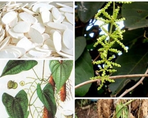 Hoài sơn là gì? Có tác dụng gì? Cách sử dụng hoài sơn ngâm rượu Hoài sơn là gì? Có tác dụng gì? Cách sử dụng hoài sơn ngâm rượu