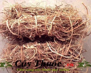 Kê cốt thảo vị thuốc điều trị xơ gan, cách dùng trị bệnh hiệu quả.