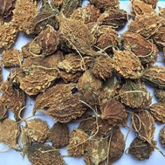 Khổ qua rừng có tác dụng gì? Cách dùng điều trị tiểu đường, huyết áp.