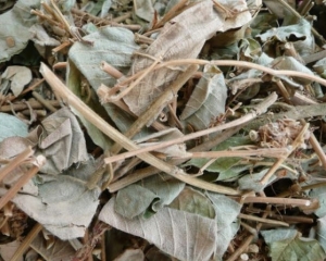 Kim tiền thảo có tác dụng gì? Giá thuốc cây kim tiền thảo bao nhiêu?