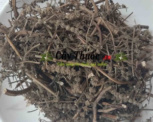 Cây kinh giới là cây gì? Hình ảnh, tác dụng chữa bệnh của kinh giới.