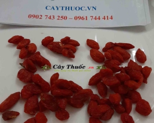 Kỷ tử: Cách sử dụng, tác dụng của hạt câu kỷ tử. Mua ở đâu tại TP HCM?