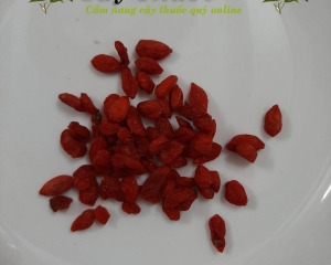 Kỷ tử: Cách sử dụng, tác dụng của hạt câu kỷ tử. Mua ở đâu tại TP HCM?