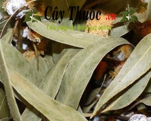 Lá bạch đàn có tác dụng chữa bệnh gì? Công dụng của lá cây bạch đàn