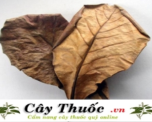 Lá bàng trị bệnh gì? Đặc điểm, tác dụng, cách dùng và địa chỉ mua