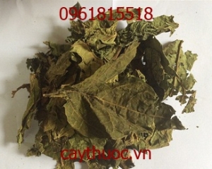 Lá đu đủ thần dược trong việc điều trị bệnh ung thư và giúp khỏe đẹp.