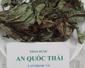 Lá đu đủ thần dược trong việc điều trị bệnh ung thư và giúp khỏe đẹp.