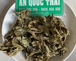 Lá đu đủ thần dược trong việc điều trị bệnh ung thư và giúp khỏe đẹp.