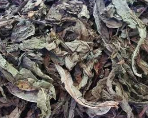 Lá khôi tía (cây khôi tía, nhung) tác dụng chữa đau dạ dày. Mua ở đâu?