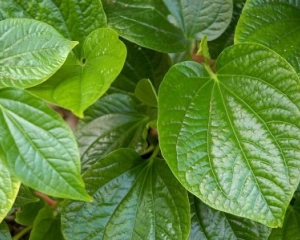 Lá lốt chữa bệnh gì? Tác dụng và tác hại của lá lốt? Mua ở đâu tốt?