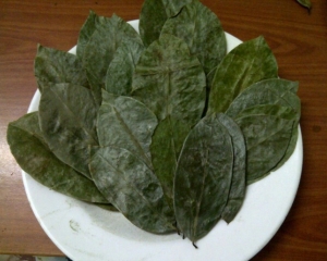 Lá mãng cầu xiêm thần dươc chữa bệnh ung thư