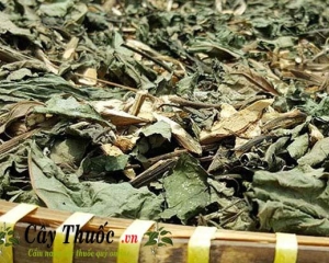 Lá mật gấu có tác dụng trị bệnh gì? Cách sử dụng lá mật gấu hiệu quả