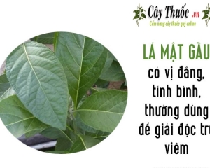 Lá mật gấu có tác dụng trị bệnh gì? Cách sử dụng lá mật gấu hiệu quả
