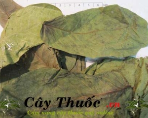 Lá muồng trâu có tác dụng gì? Lá muồng trị lác, lang ben. Bán ở đâu?