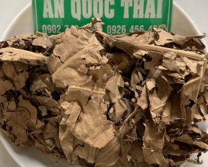 Lá sa kê chữa bệnh gì? Tác dụng của lá sa kê trị bệnh tiểu đường, gút.