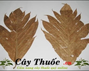 Lá sa kê chữa bệnh gì? Tác dụng của lá sa kê trị bệnh tiểu đường, gút.