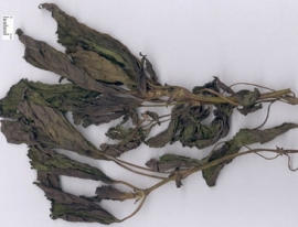 Lá tía tô có tác dụng chữa bệnh gì? Hình ảnh và cách dùng tía tô.