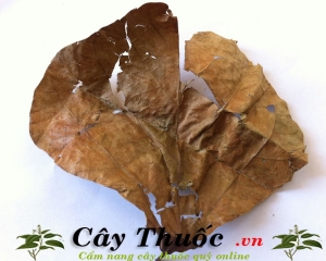 Lá vông nem có tác dụng chữa bệnh gì? Có tác dụng phụ không? Mua ở đâu?