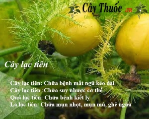 Cây lạc tiên có tác dụng gì? Cách uống trà lạc tiên trị bệnh mất ngủ?