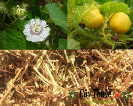 Cây lạc tiên có tác dụng gì? Cách uống trà lạc tiên trị bệnh mất ngủ?