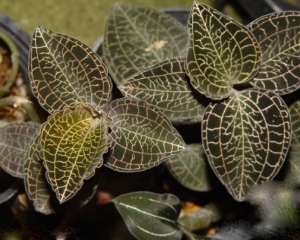 Lan kim tuyến chữa bệnh gì? Giá lan kim tuyến bao nhiêu? Bán ở đâu.